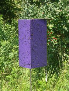 The color purple was chosen for its wavelength--adult emerald ash borers (and other kinds of insects) are attracted to the color, and the smell of a bait oil the traps are doused with.